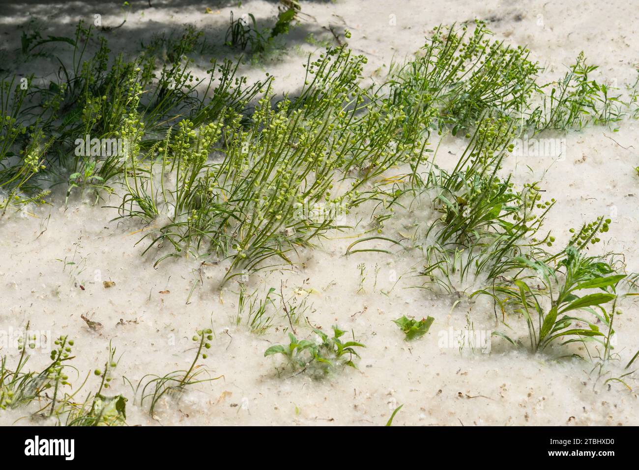 Poplar (populus alba) seeds covering the grassy ground Stock Photo