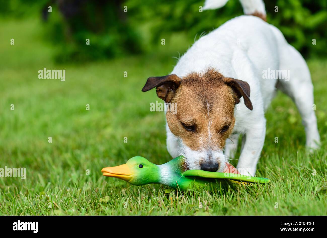 How to teach a dog to retrieve. Closeup shot of small dog retrieves