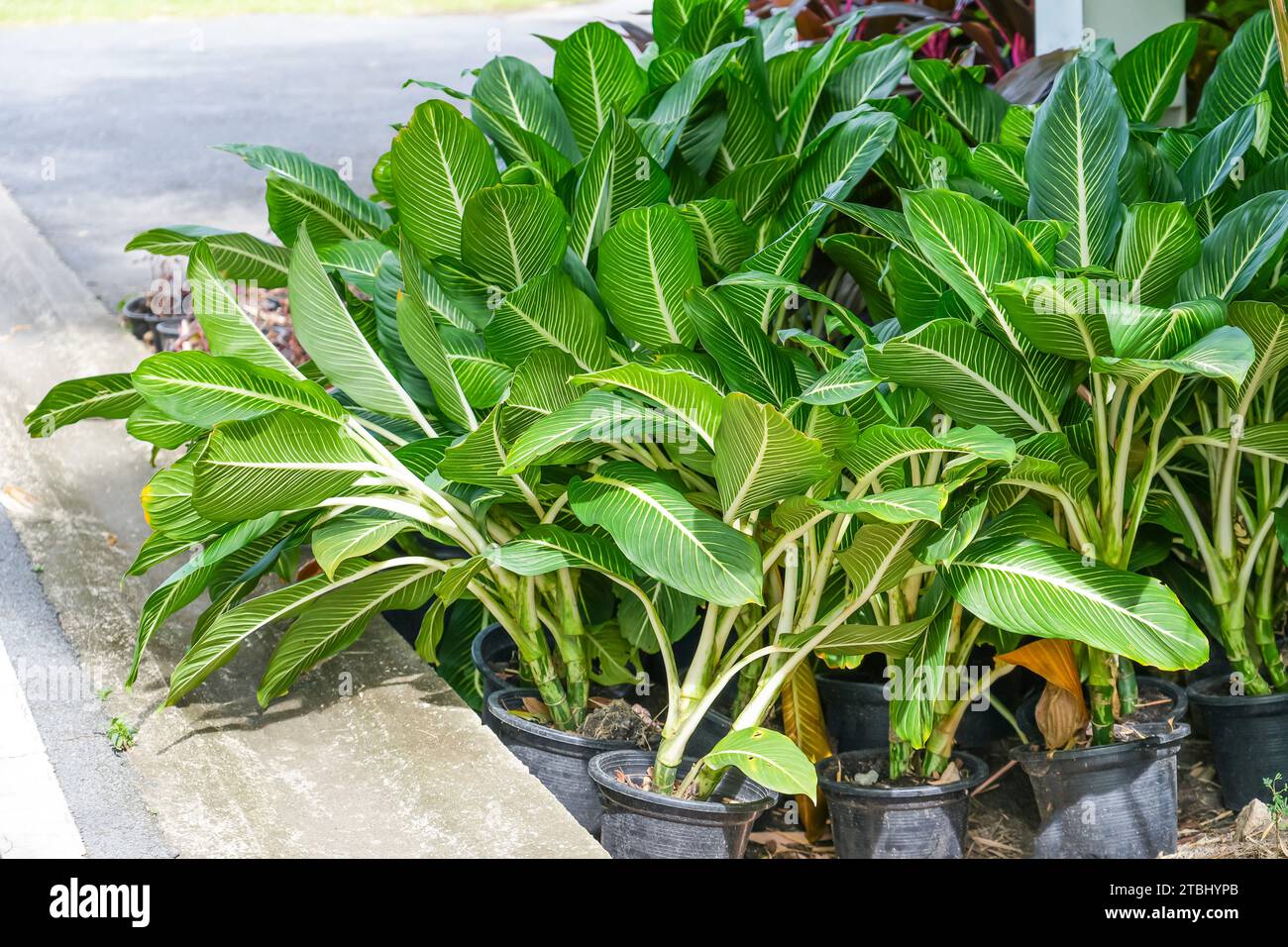 Green aglaonema many plants in a pot in the garden Stock Photo