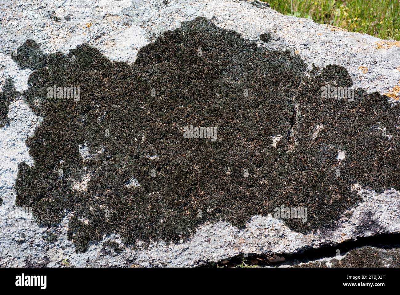 Dry rock moss (Grimmia laevigata) is a cosmopolitan moss. This photo was taken in Vilaut, Girona province, Catalonia, Spain. Stock Photo