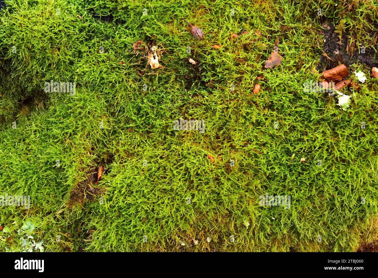 Cypress-leaved plaitmoss (Hypnum cupressiforme) is a cosmopolitan moss. This photo was taken in Monte Santiago Natural Monument, Burgos province, Cast Stock Photo