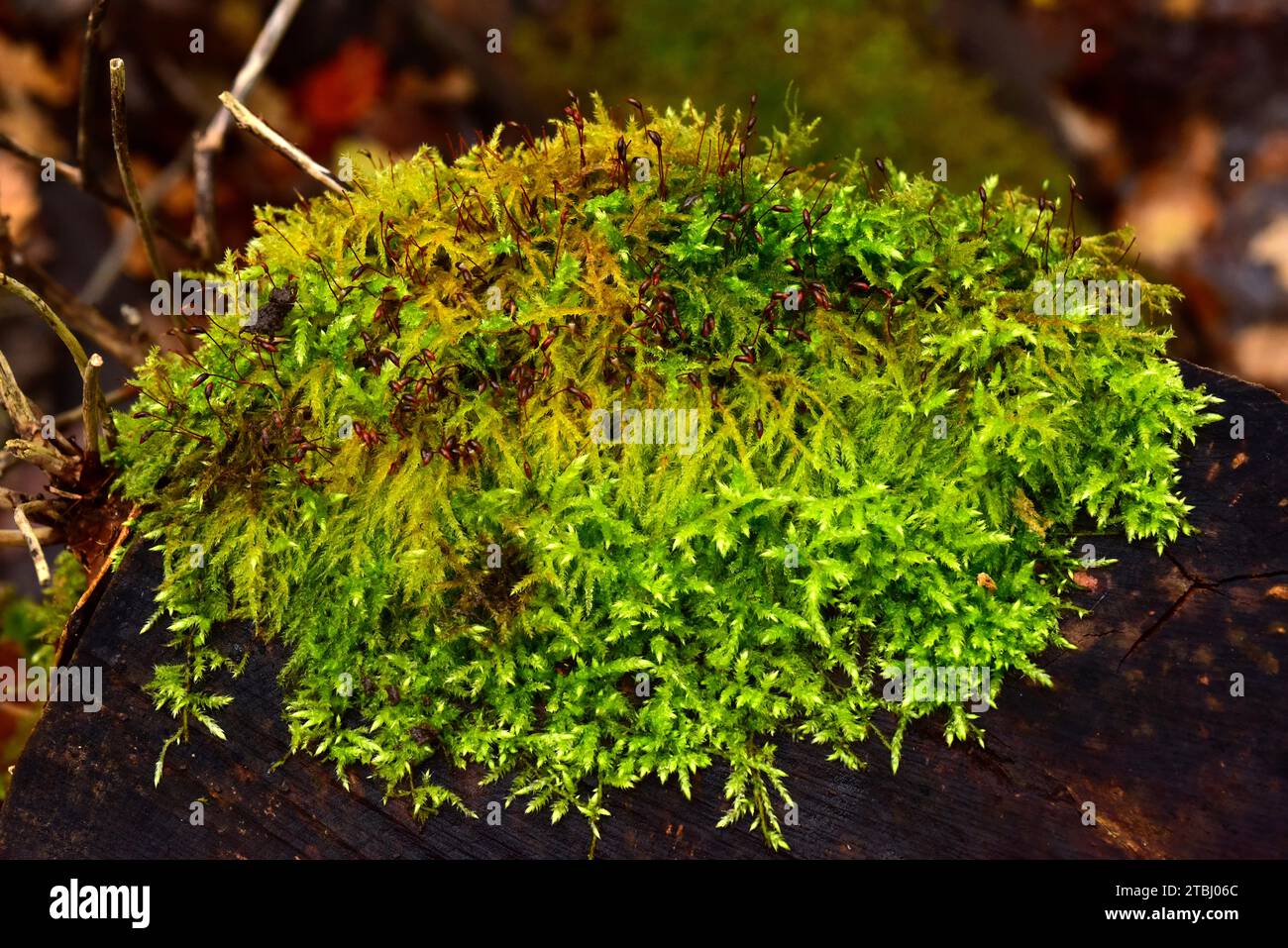 Cypress-leaved plaitmoss (Hypnum cupressiforme) is a cosmopolitan moss. This photo was taken in Dalby National Park, Sweden. Stock Photo