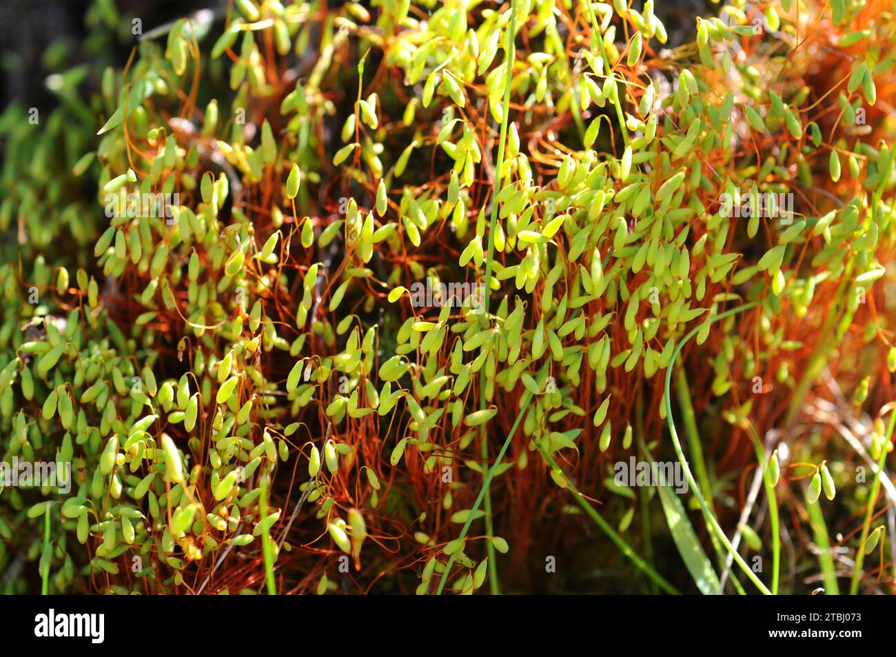Pohlia moss (Pohlia nutans). Capsules detail. Stock Photo