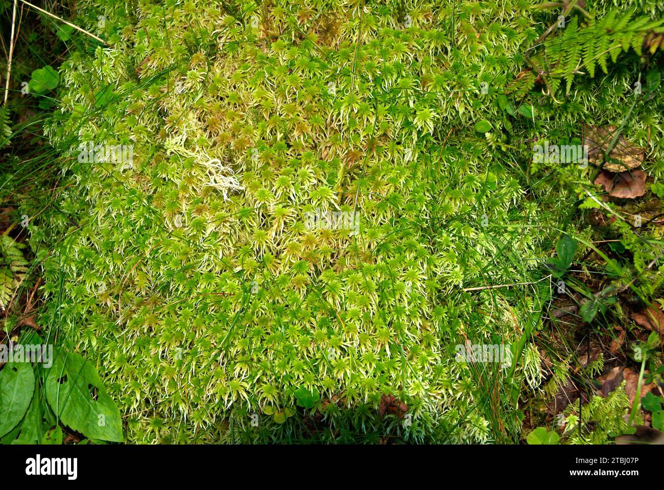 Peat moss (Sphagnum sp.). This photo was taken in Valle de Aran, Lleida province, Catalonia, Spain. Stock Photo