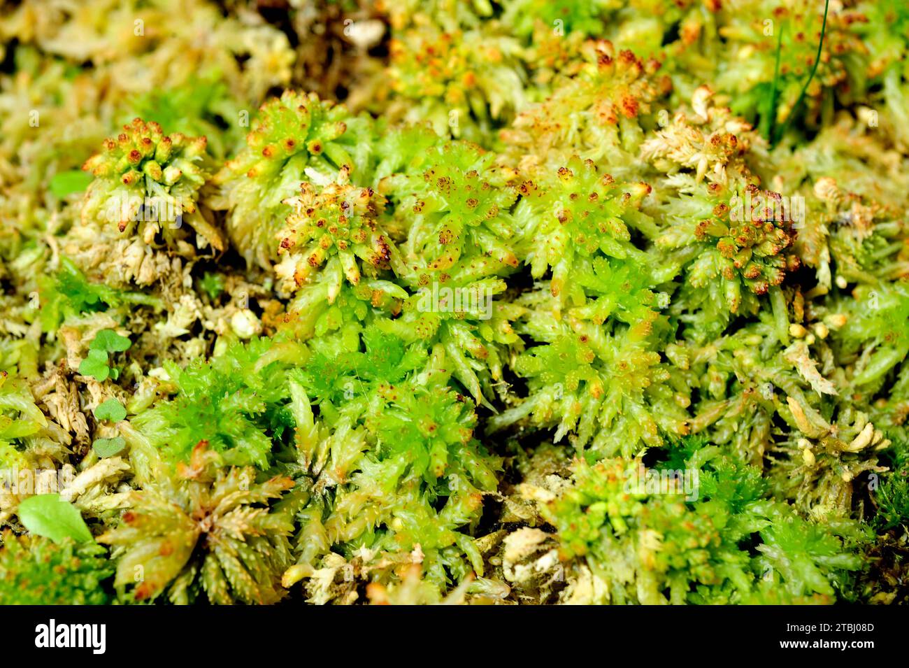 Peat moss (Sphagnum sp.). Stock Photo