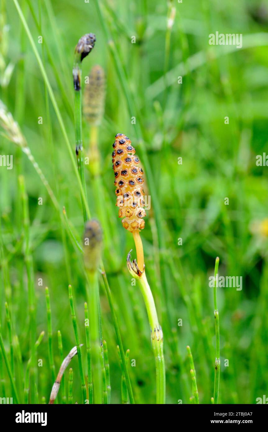 Branched horsetail (Equisetum ramosissimum) is a horsetail native to Eurasia and Africa. Stock Photo