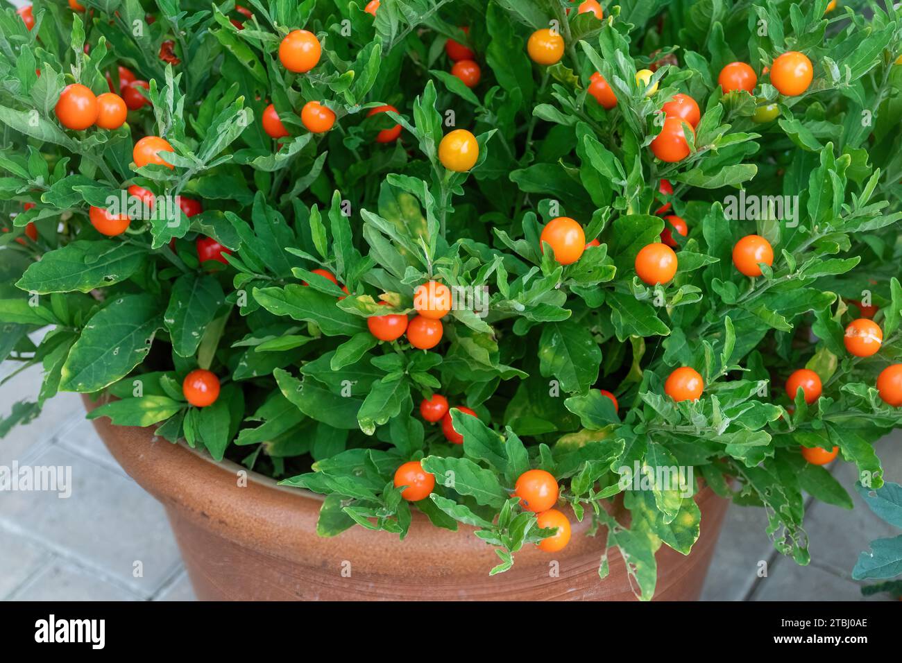 Solanum pseudocapsicum 'Thurino' plant with orange fruits or berries in a pot, also called Christmas cherry or Madeira winter cherry Stock Photo