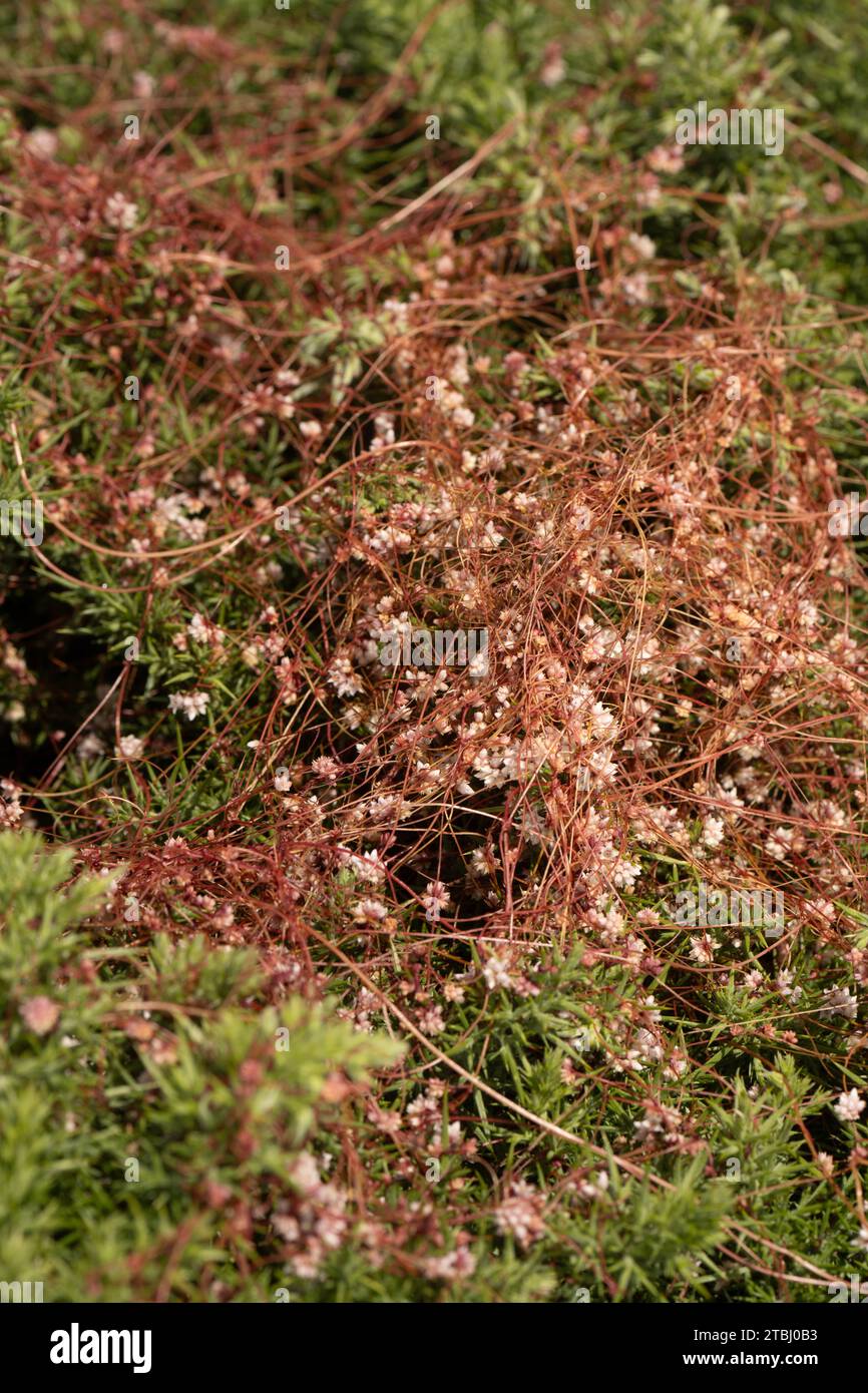 Common Dodder: Cuscuta epithymum. Flowers. Parasitic on Gorse. Devon, UK Stock Photo