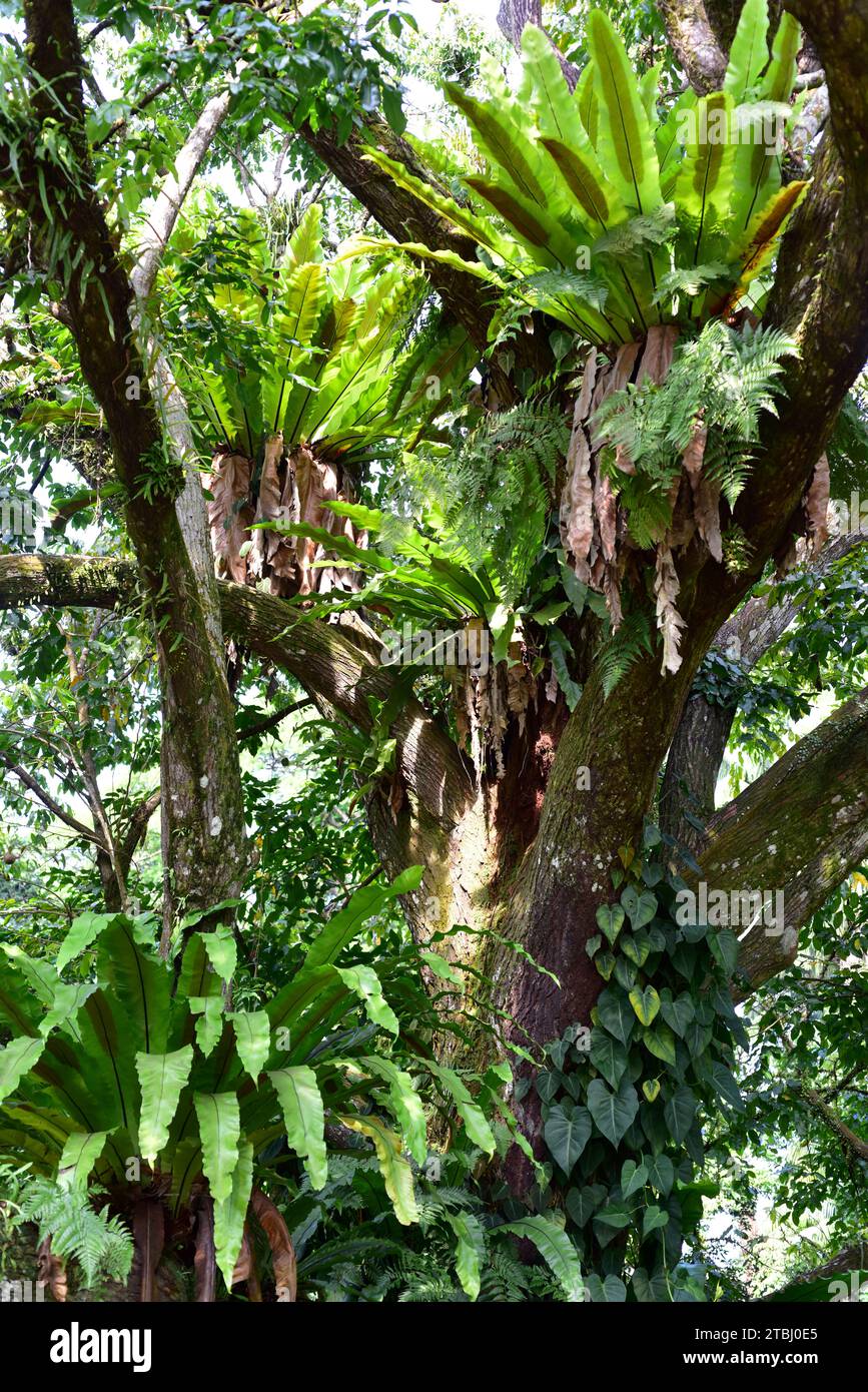 Nest fern (Asplenium nidus) is an epiphytic fern native to tropical regions. Stock Photo