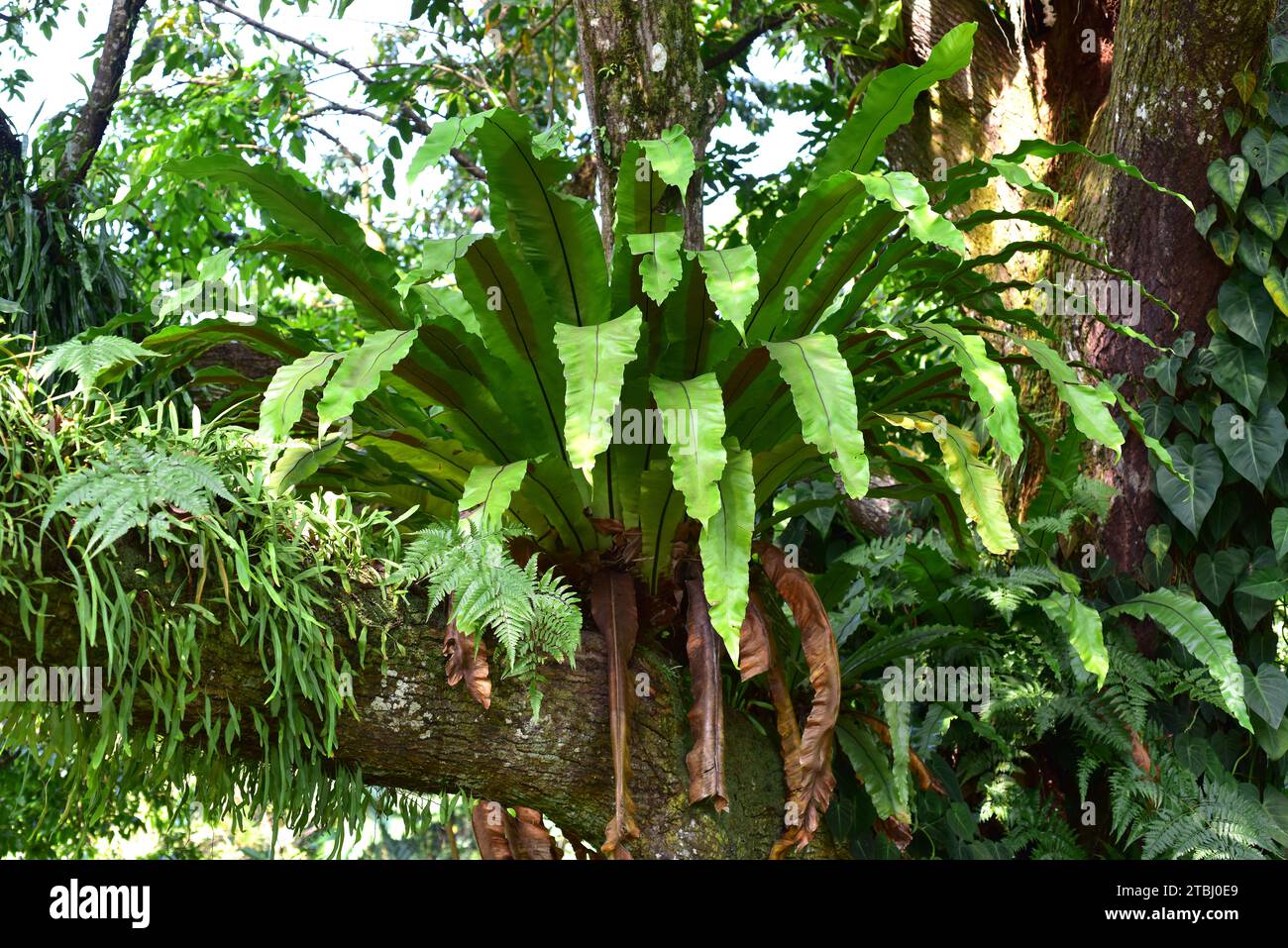 Nest fern (Asplenium nidus) is an epiphytic fern native to tropical regions. Stock Photo