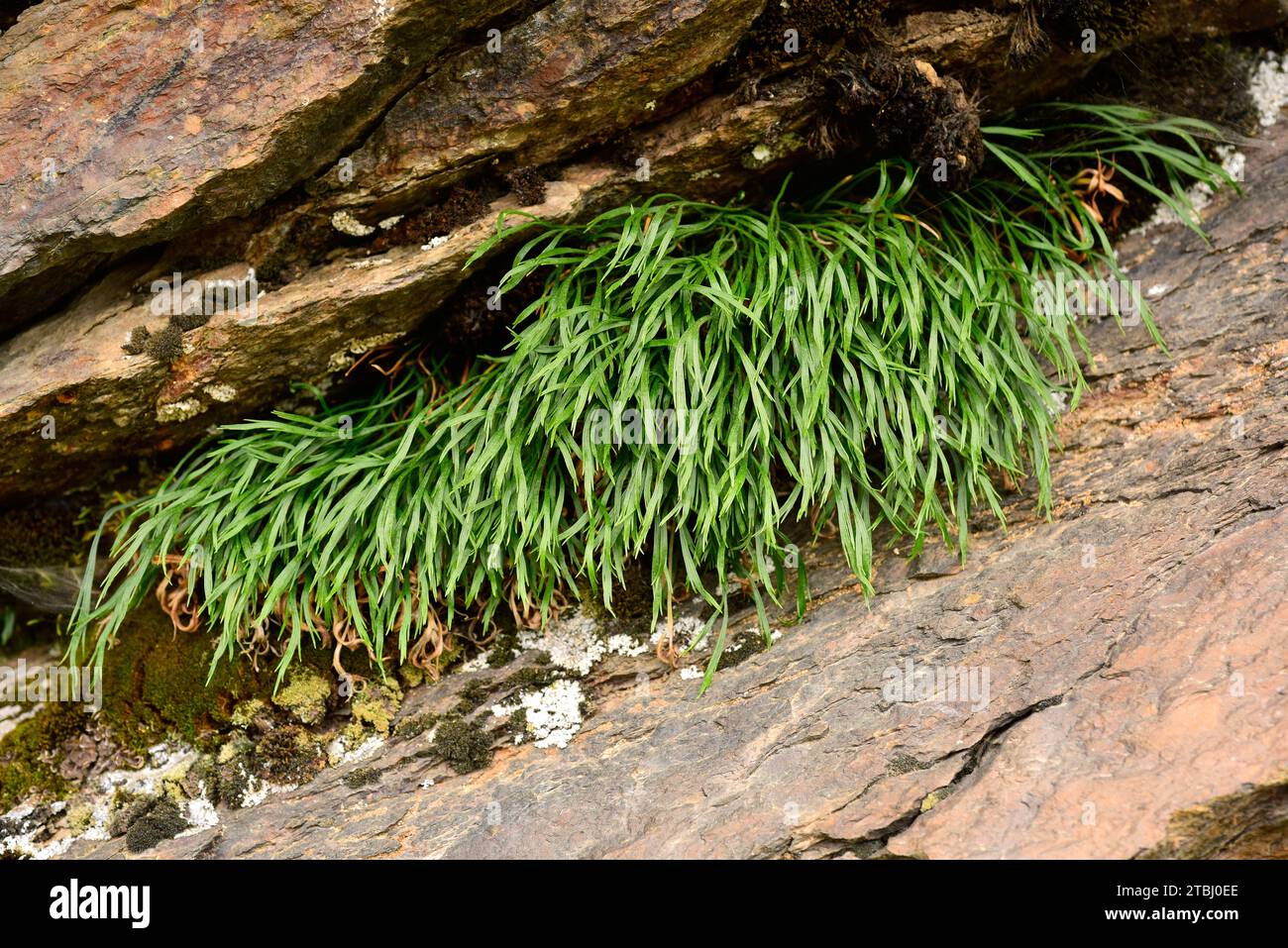 Forked splennwort (Asplenium septentrionale) is a fern native to Eurasia and western North America. This photo was taken in Andorra. Stock Photo