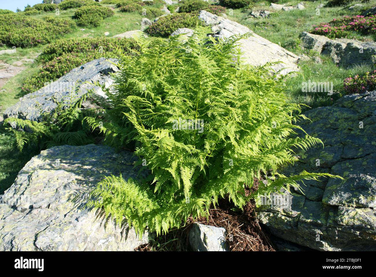 Lady fern (Athyrium filix-femina) is a fern native to Northern Hemisphere. At the bottom Rhododendron ferrugineum. This photo was taken in Andorra. Stock Photo
