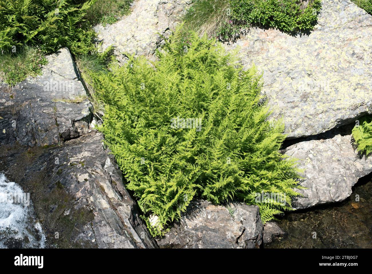 Lady fern (Athyrium filix-femina) is a fern native to Northern Hemisphere. This photo was taken in Andorra. Stock Photo