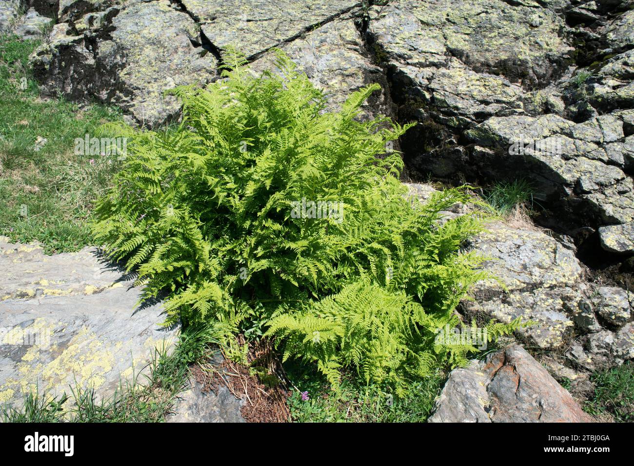 Lady fern (Athyrium filix-femina) is a fern native to Northern Hemisphere. This photo was taken in Andorra. Stock Photo