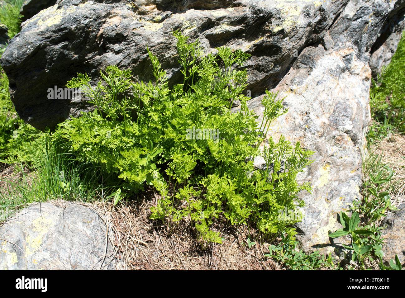 Parsley fern (Cryptogramma crispa) is a fern native to northern Europe and central and southern Europe mountains. This photo was taken in Andorra. Stock Photo