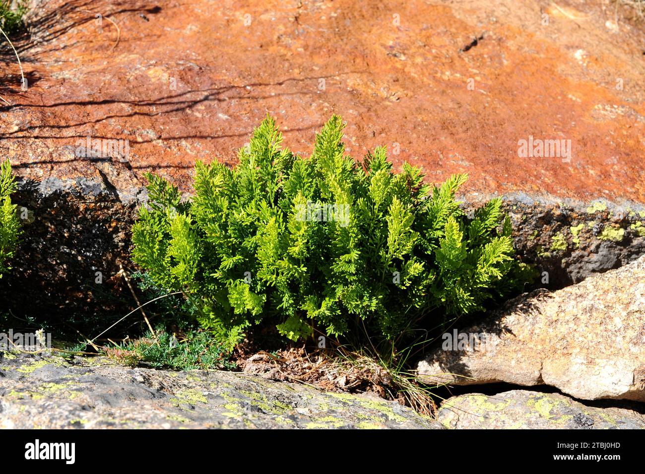 Parsley fern (Cryptogramma crispa) is a fern native to northern Europe and central and southern Europe mountains. This photo was taken in Sierra de Gr Stock Photo