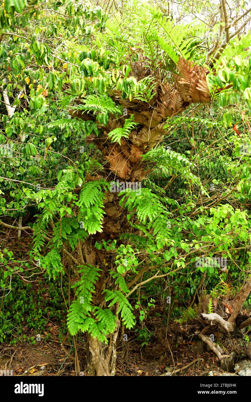 Oakleaf fern (Drynaria quercifolia) is an epiphyte fern native to tropical Asia and Australia. This photo was taken in Phuket, Thailand. Stock Photo