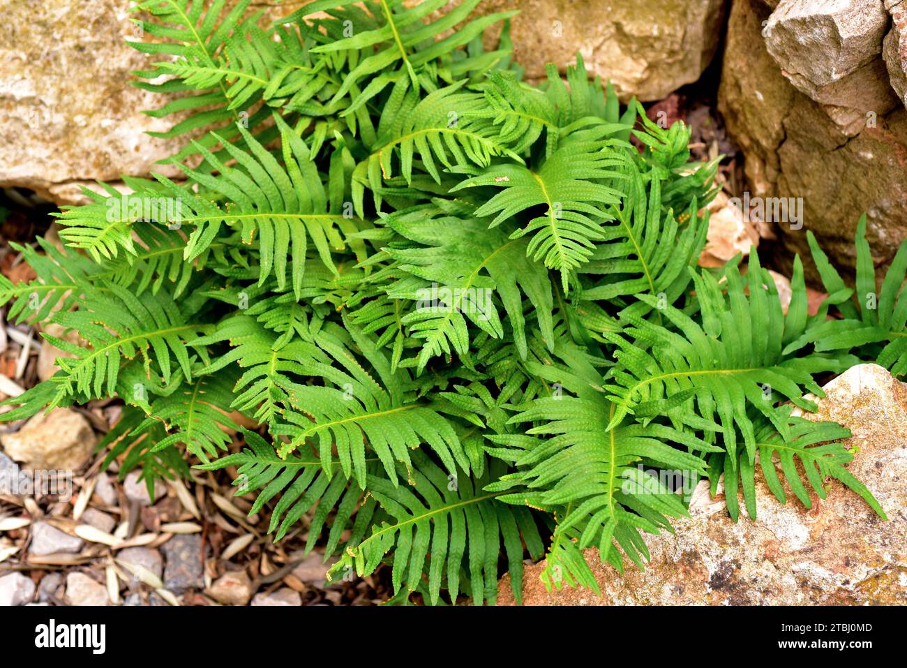 Southern polipody (Polypodium cambricum) is a fern native to southern and western Europe. Stock Photo