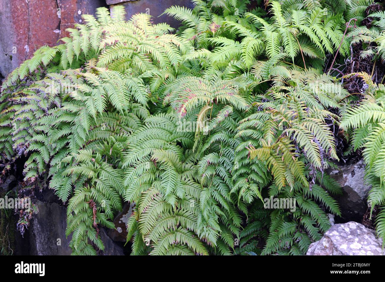 Chain fern (Woodwardia radicans) is a fern native to southwestern Europe and Macaronesia. Stock Photo