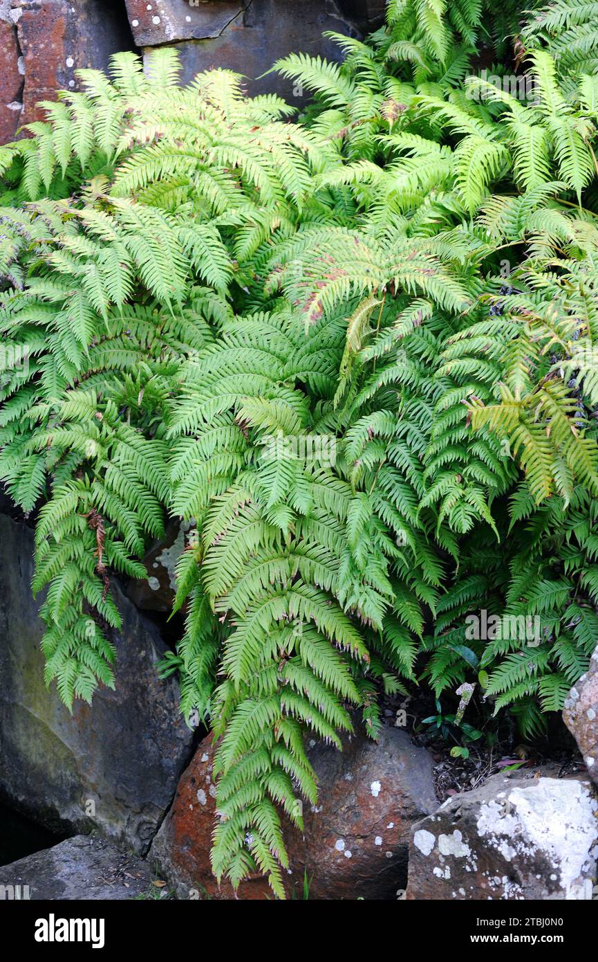 Chain fern (Woodwardia radicans) is a fern native to southwestern Europe and Macaronesia. Stock Photo