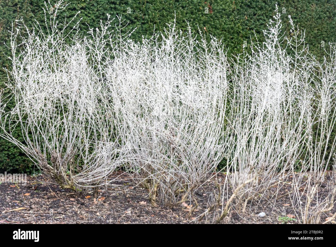 White stems of Petrovskia atriplicifolia 'Blue Spire' commonly known as Russian sage in December or winter, UK Stock Photo