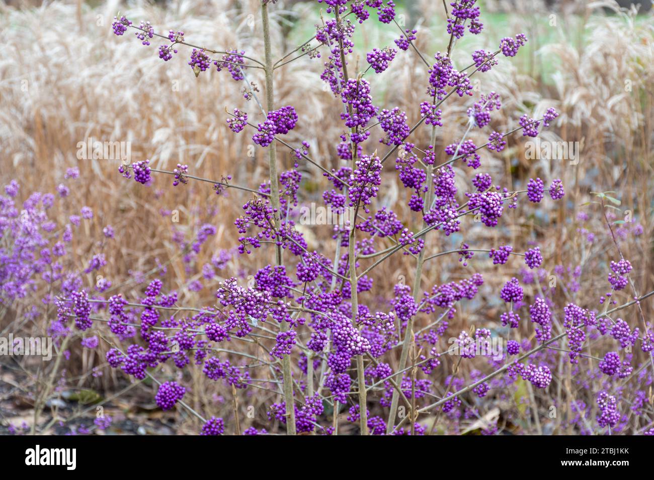 Purple berries of beauty berry Callicarpa bodinieri var. giraldii 'Profusion' in December or winter, UK Stock Photo