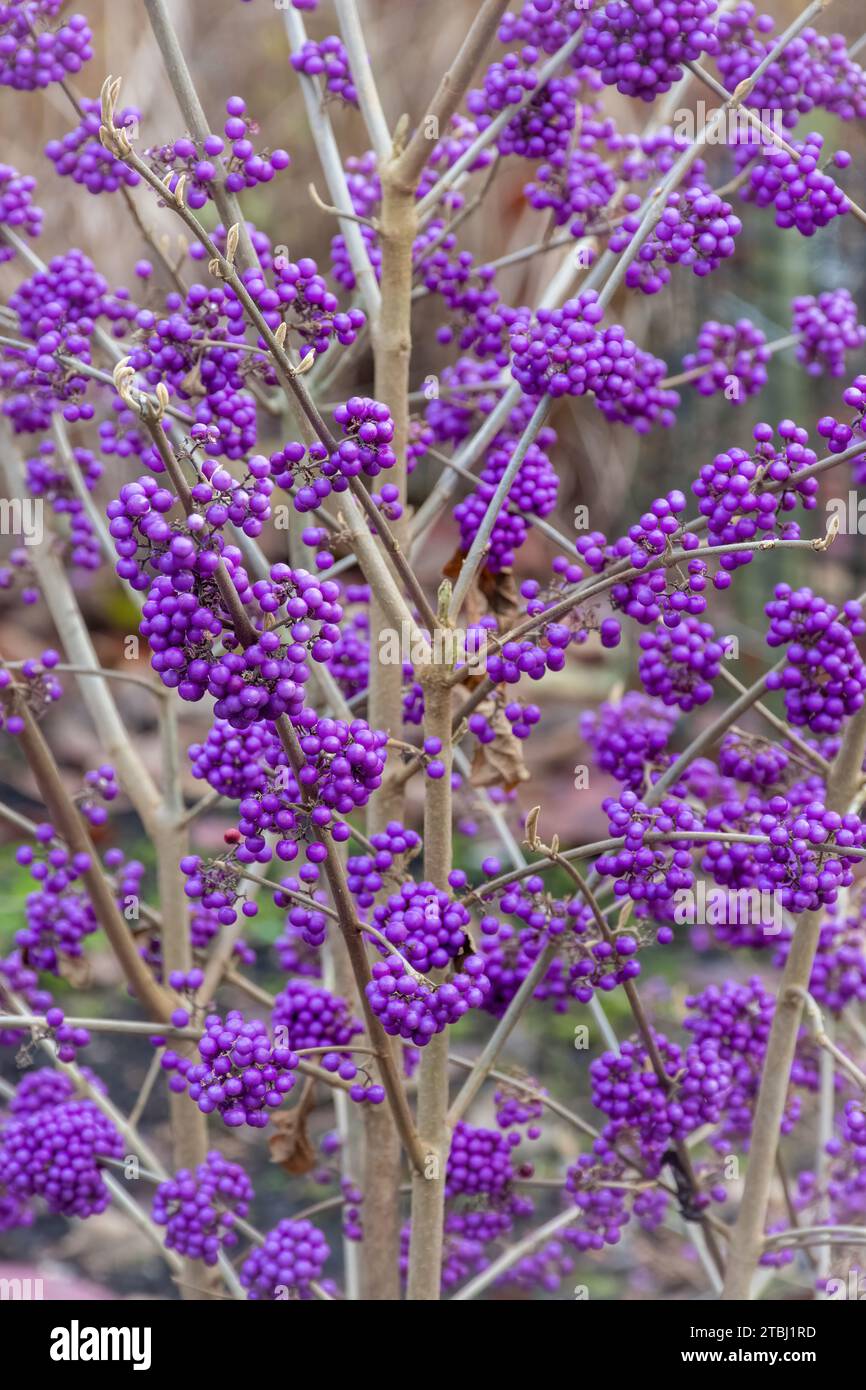 Purple berries of beauty berry Callicarpa bodinieri var. giraldii 'Profusion' in December or winter, UK Stock Photo
