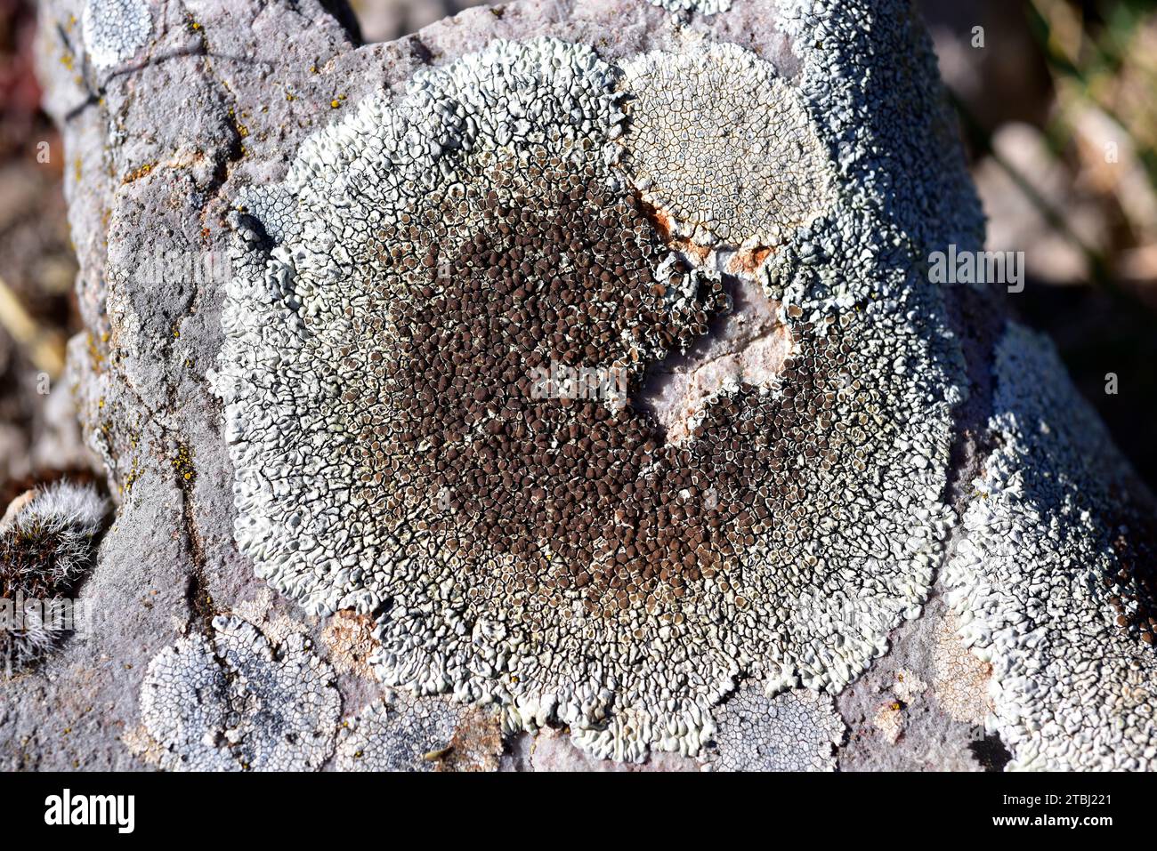 Lecanora muralis or Protoparmeliopsis muralis is a crustose lichen that grows on calcareous or siliceous rocks. Up to the right another crustose liche Stock Photo