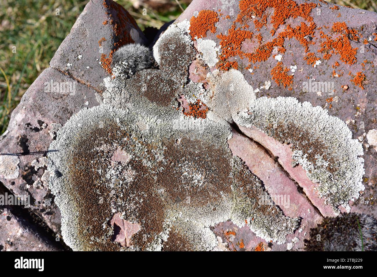 Lecanora muralis or Protoparmeliopsis muralis is a crustose lichen that grows on calcareous or siliceous rocks. At up right Xanthoria elegans. This ph Stock Photo
