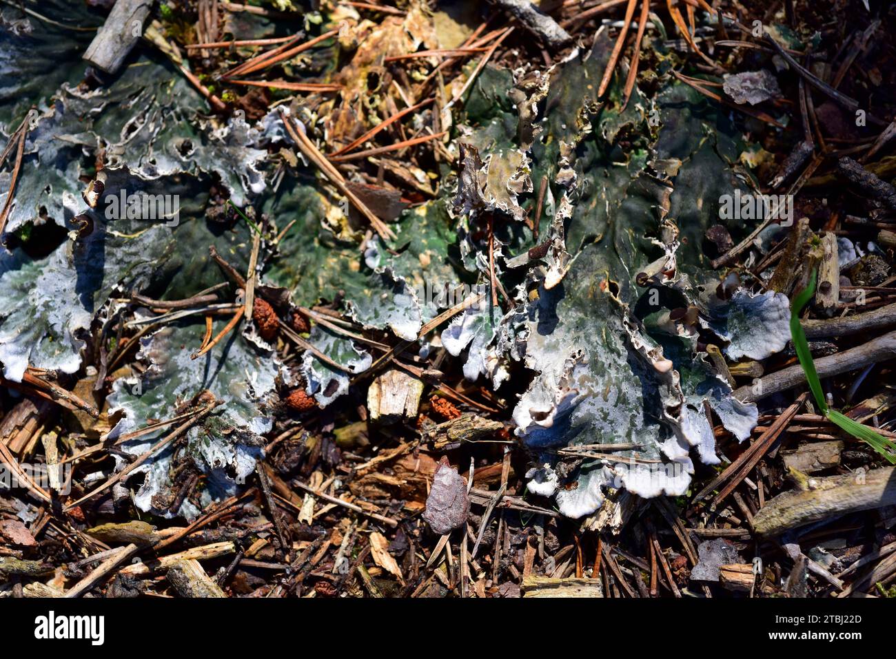 Peltigera rufescens is a foliose lichen that grows on soil. This photo was taken near Mosqueruela, Teruel province, Aragon, Spain. Stock Photo