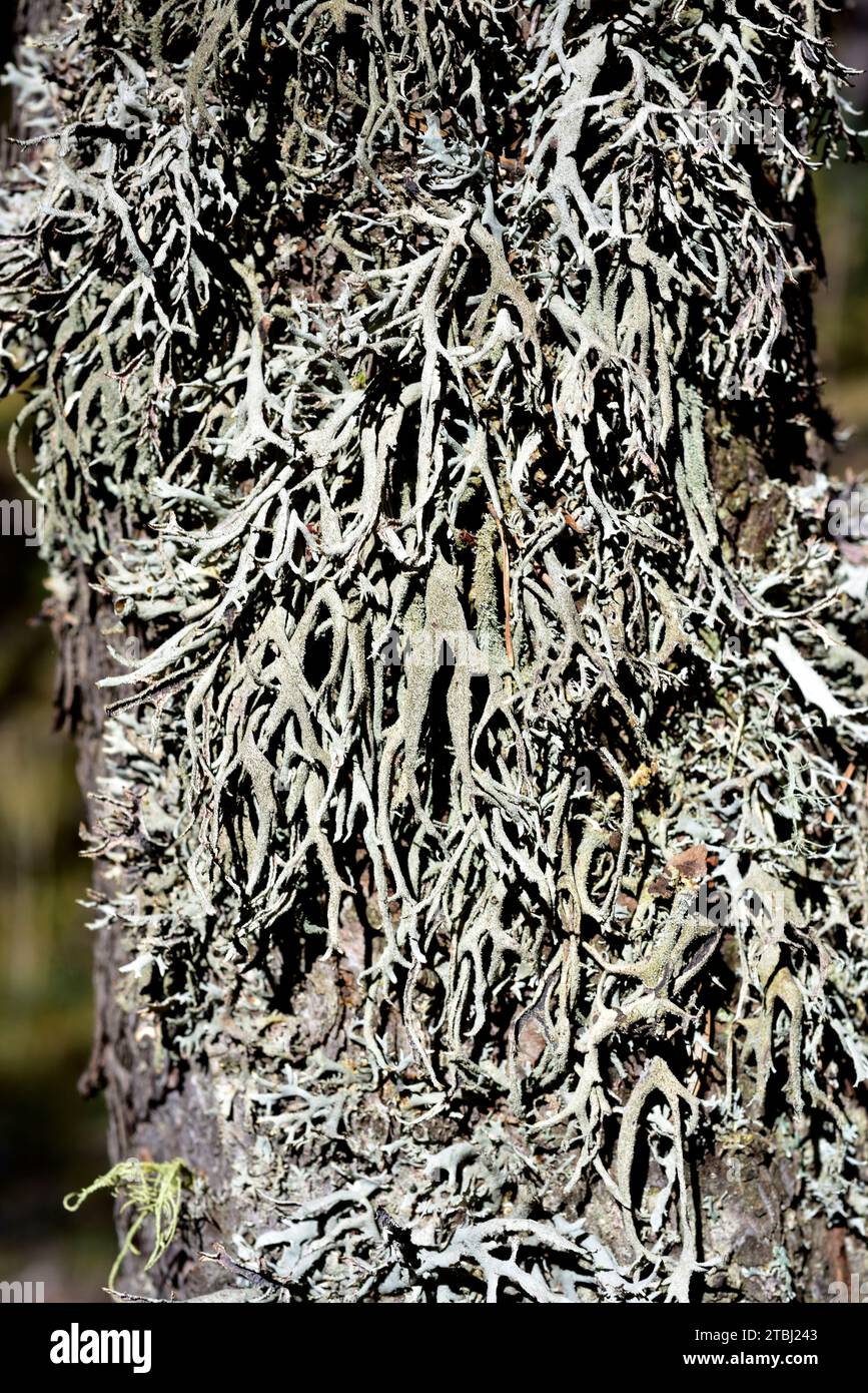 Tree moss (Pseudevernia furfuracea) is a fruticulose lichen that grows on bark trees (pines and firs). Is used on perfume industry. This photo was tak Stock Photo