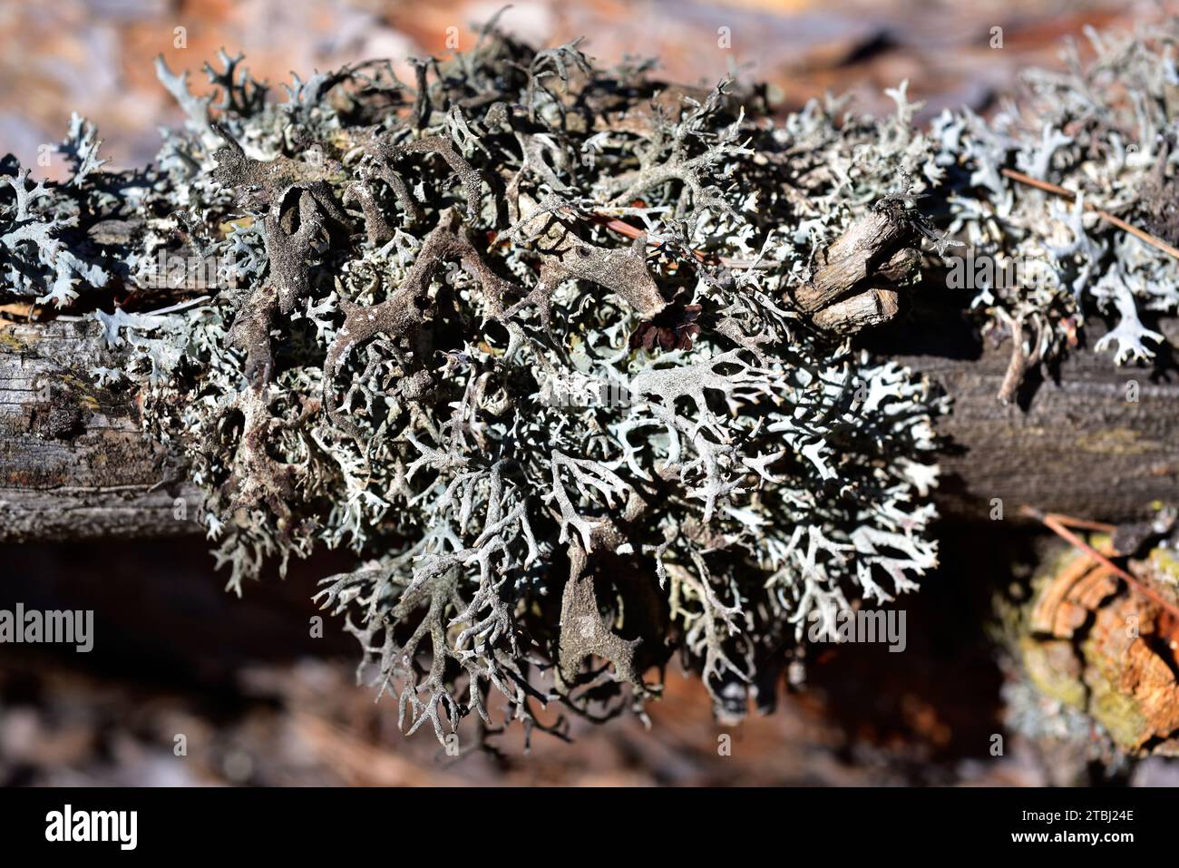 Tree moss (Pseudevernia furfuracea) is a fruticulose lichen that grows on bark trees (pines and firs). Is used on perfume industry. This photo was tak Stock Photo