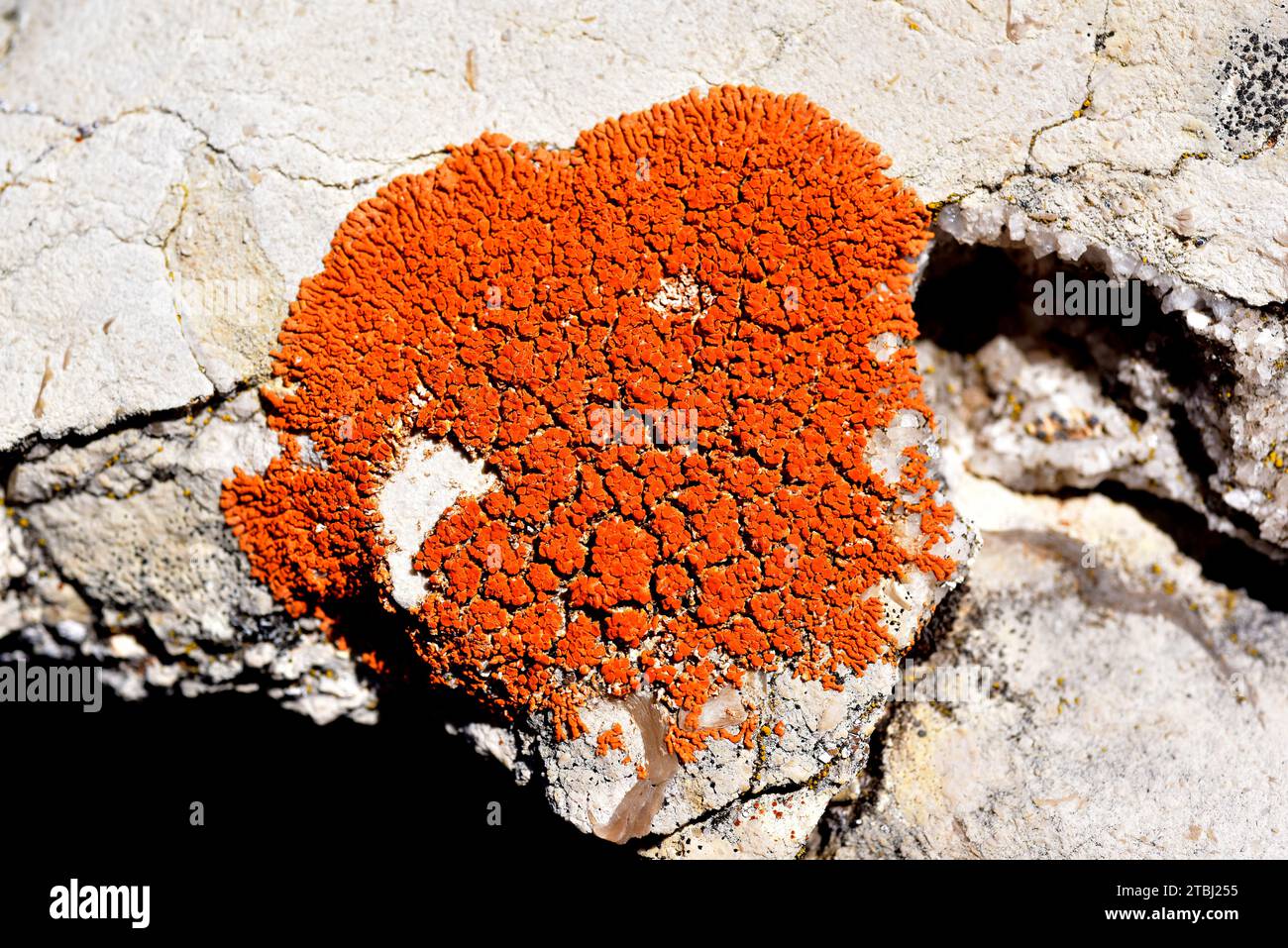 Xanthoria elegans is a beautiful crustose lichen that grows on calcareous or siliceous rocks. This photo was taken near Cantavieja, Teruel province, A Stock Photo