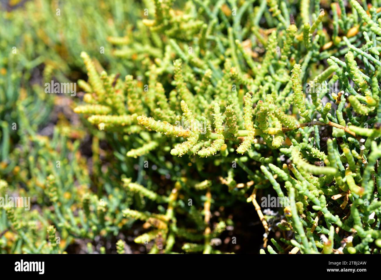Arthrocnemum macrostachyum is a succulent subshrub that grows on saline soils (salt marshes) in Mediterranean Basin coasts, Canary Islands and Middle Stock Photo