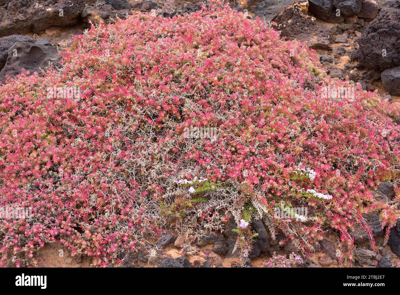 Suaeda ifniensis is a succulent shrub endemic to Morocco and Fuerteventura and Lanzarote Islands. This photo was taken in Lanzarote Island, Canary Isl Stock Photo