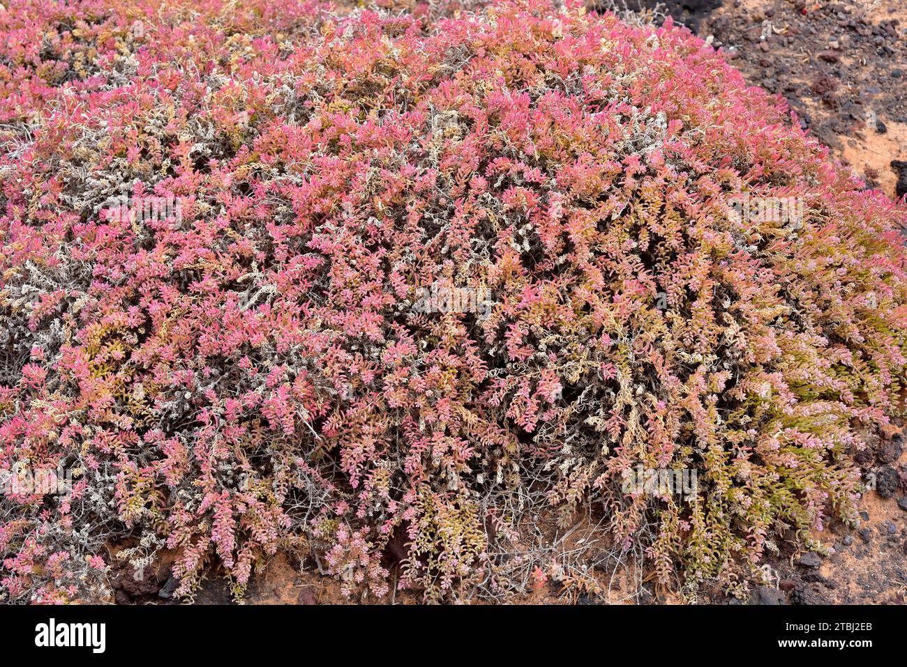 Suaeda ifniensis is asucculent shrub endemic to Morocco and Fuerteventura and Lanzarote Islands. This photo was taken in Lanzarote Island, Canary Isla Stock Photo