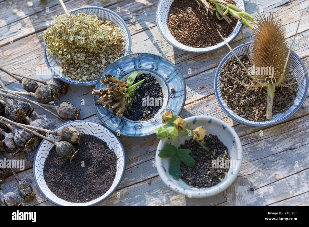 Wildkräutersamen, Wildkräuter-Samen, Samen von Wildkräutern, Samen von Wildpflanzen im Herbst sammeln, Saatgut, seed, Mohn-Samen, Mohnsamen, Samen von Stock Photo