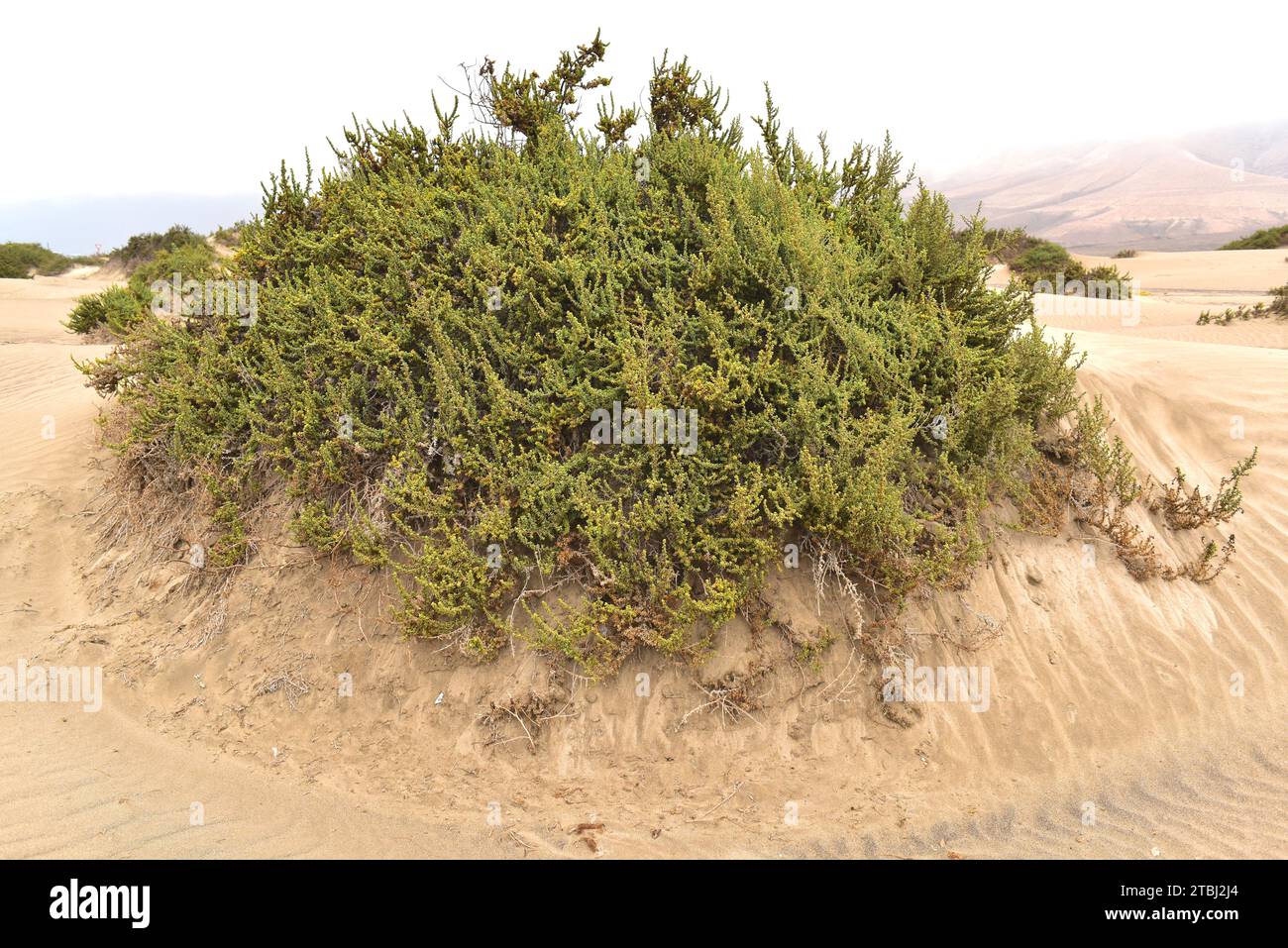 Traganum moquinii is an halophyte shrub native to northern Africa and Canary Islands. In Canary Islands is an endangered and protected species. This p Stock Photo