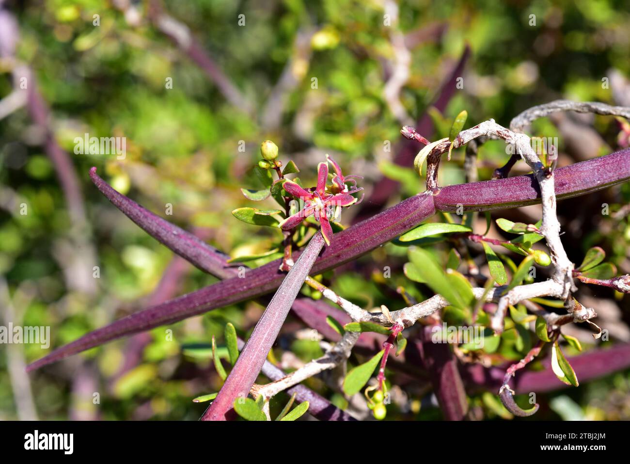 Cornicabra or cornical (Periploca laevigata or Periploca angustifolia) is a perennial shrub native to Canary Islands, Cape Verde, southeastern Spain a Stock Photo
