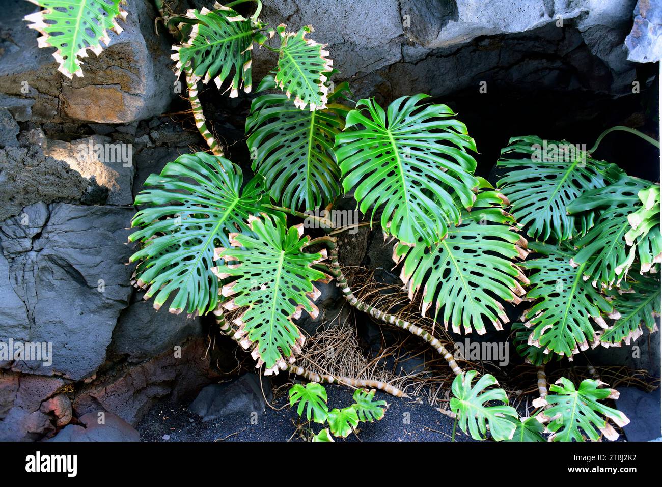 monstera full mint Monstera 'Mint' for Sale – Logee's Plants