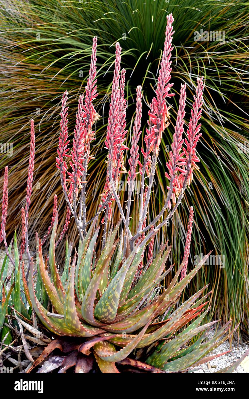 Aloe esculenta hi-res stock photography and images - Alamy