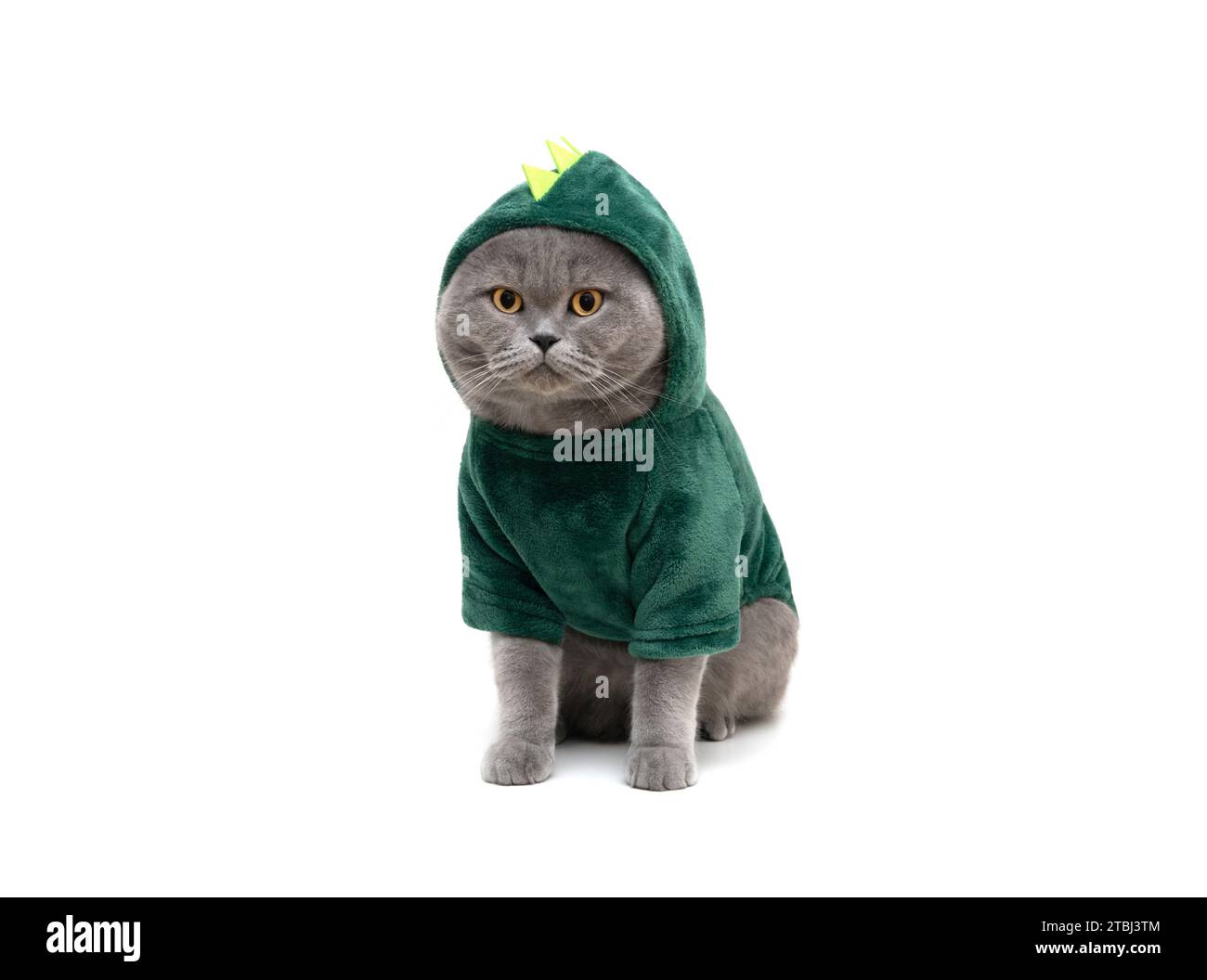 Fat cats hotsell in clothes