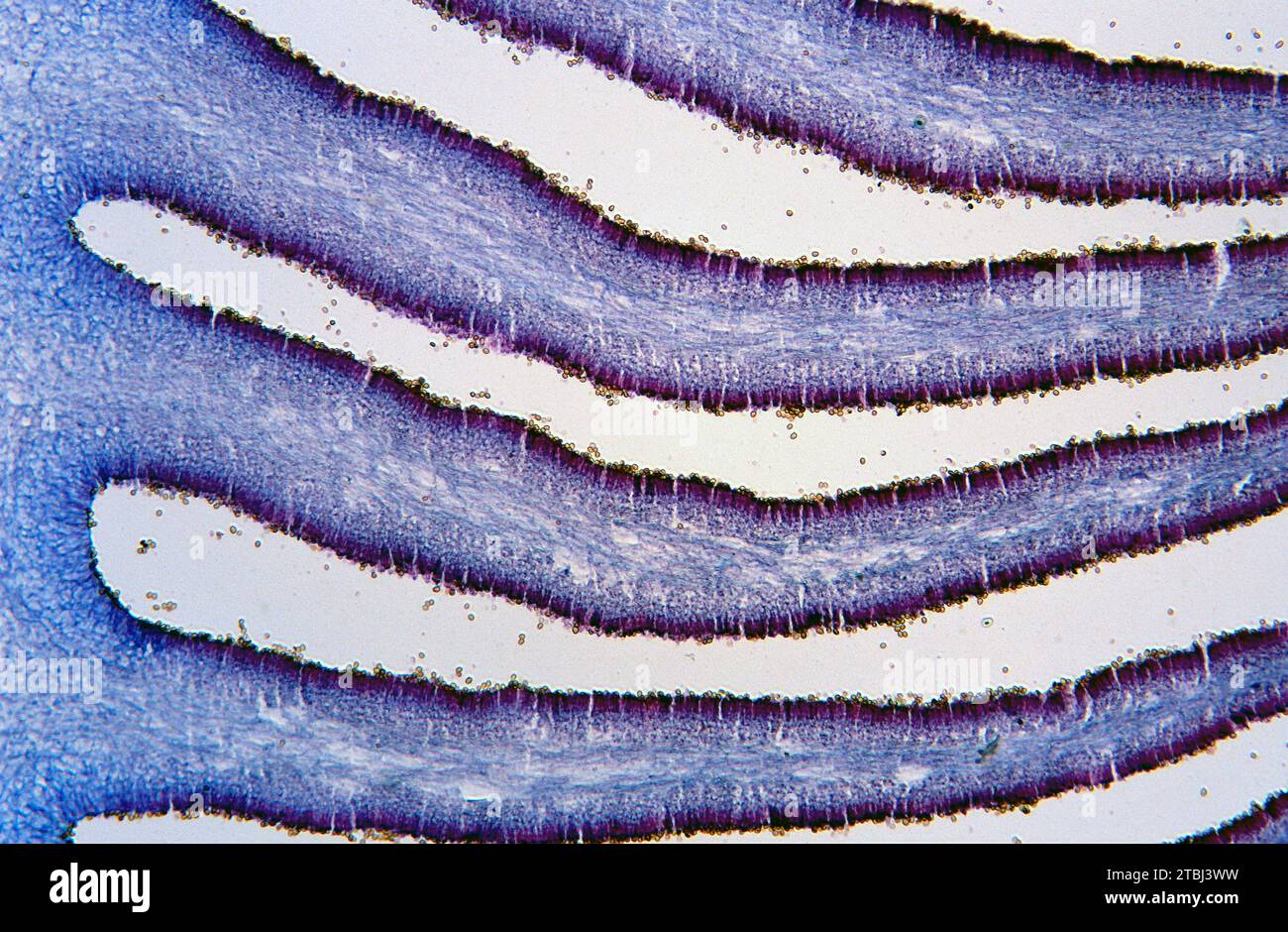 Basidiospores in mushroom blades (Psalliota sp.). Optical microscope, magnification X100. Stock Photo