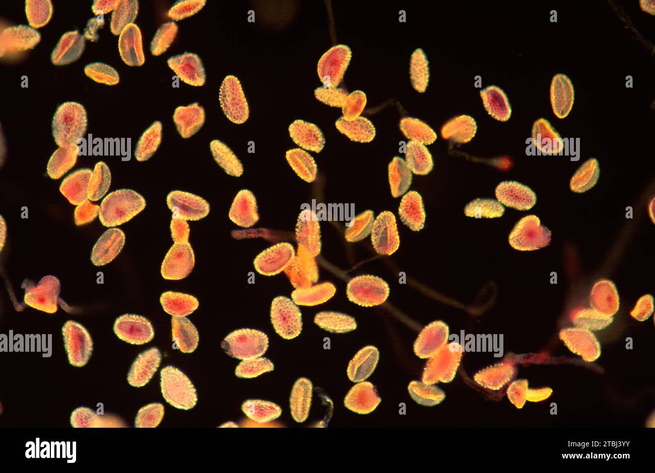 Pollen grains with pollen tube. Optical microscope, dark background. Magnification X100. Stock Photo