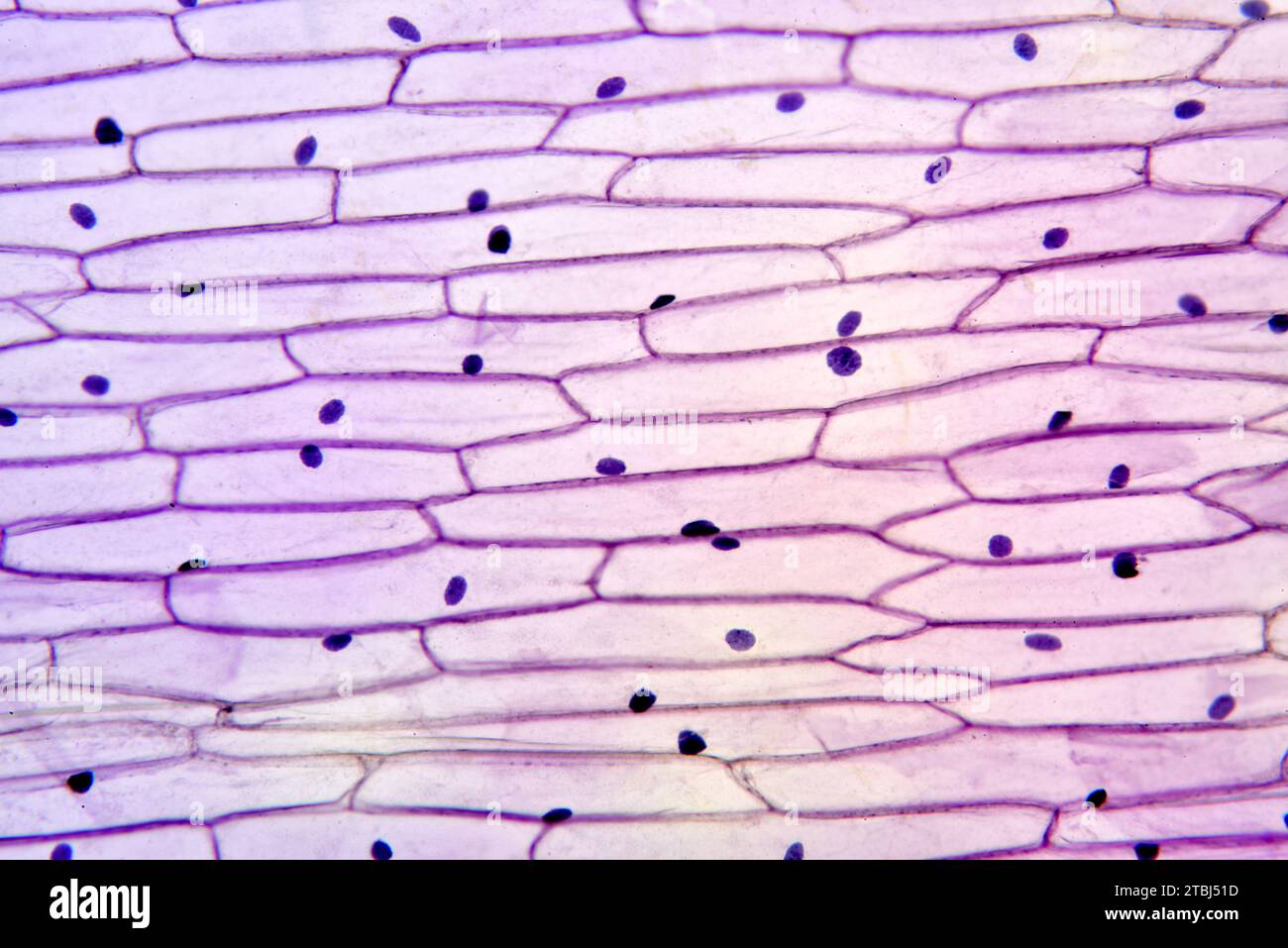 Onion cells hires stock photography and images Alamy