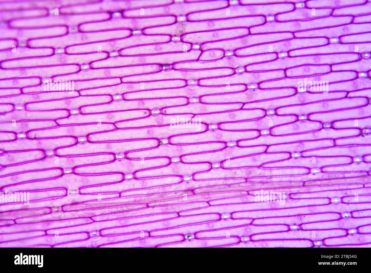Epidermis with stomata or stomates of onion (Allium cepa). Optical