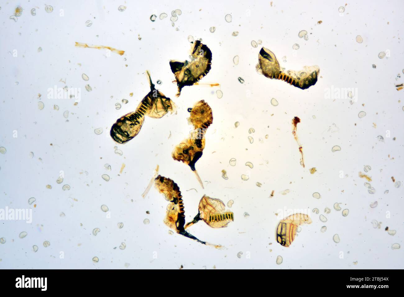 Fern sporangia and spores. Optical microscope X40. Stock Photo