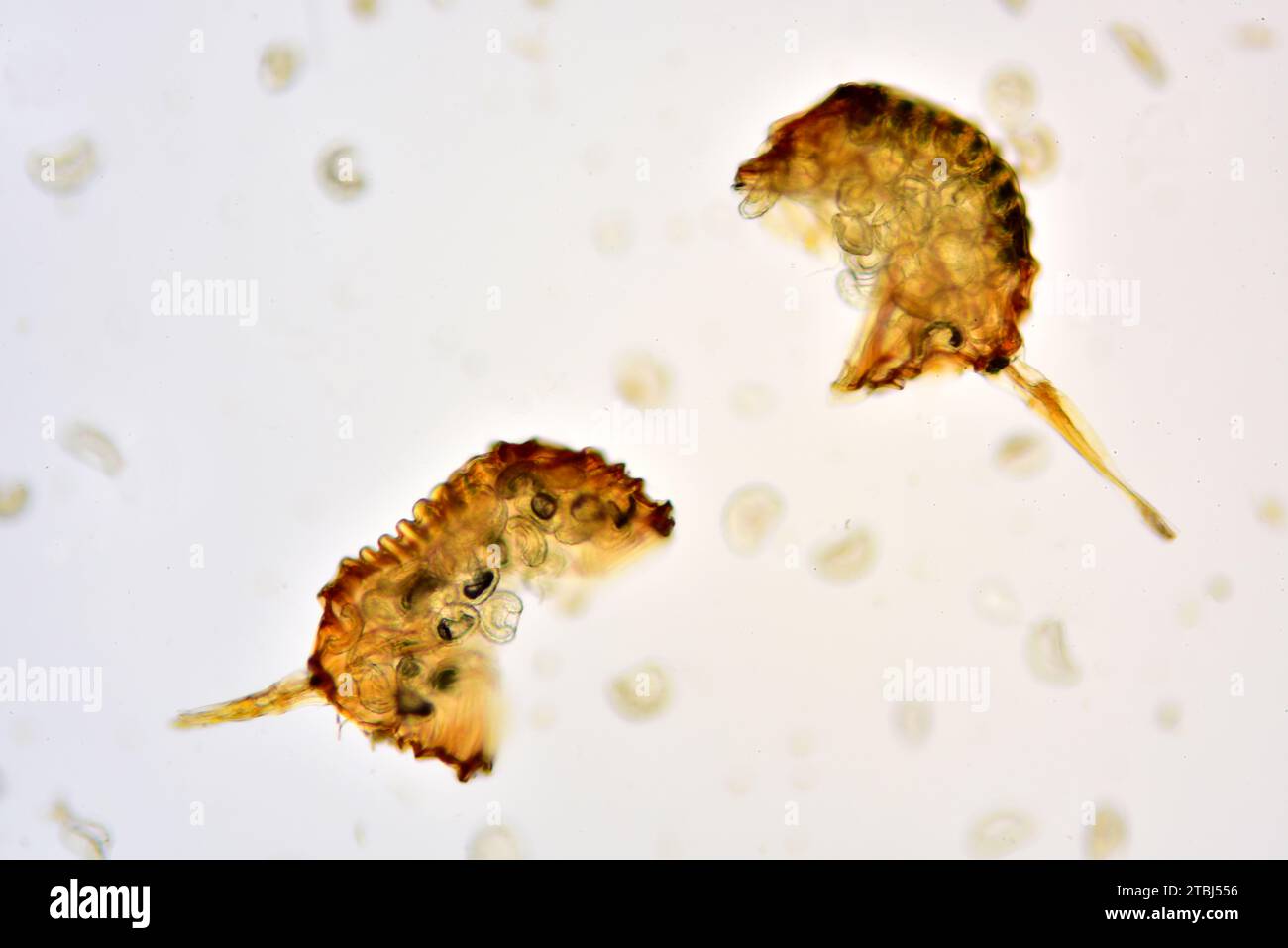 Fern sporangia and spores. Optical microscope X100. Stock Photo