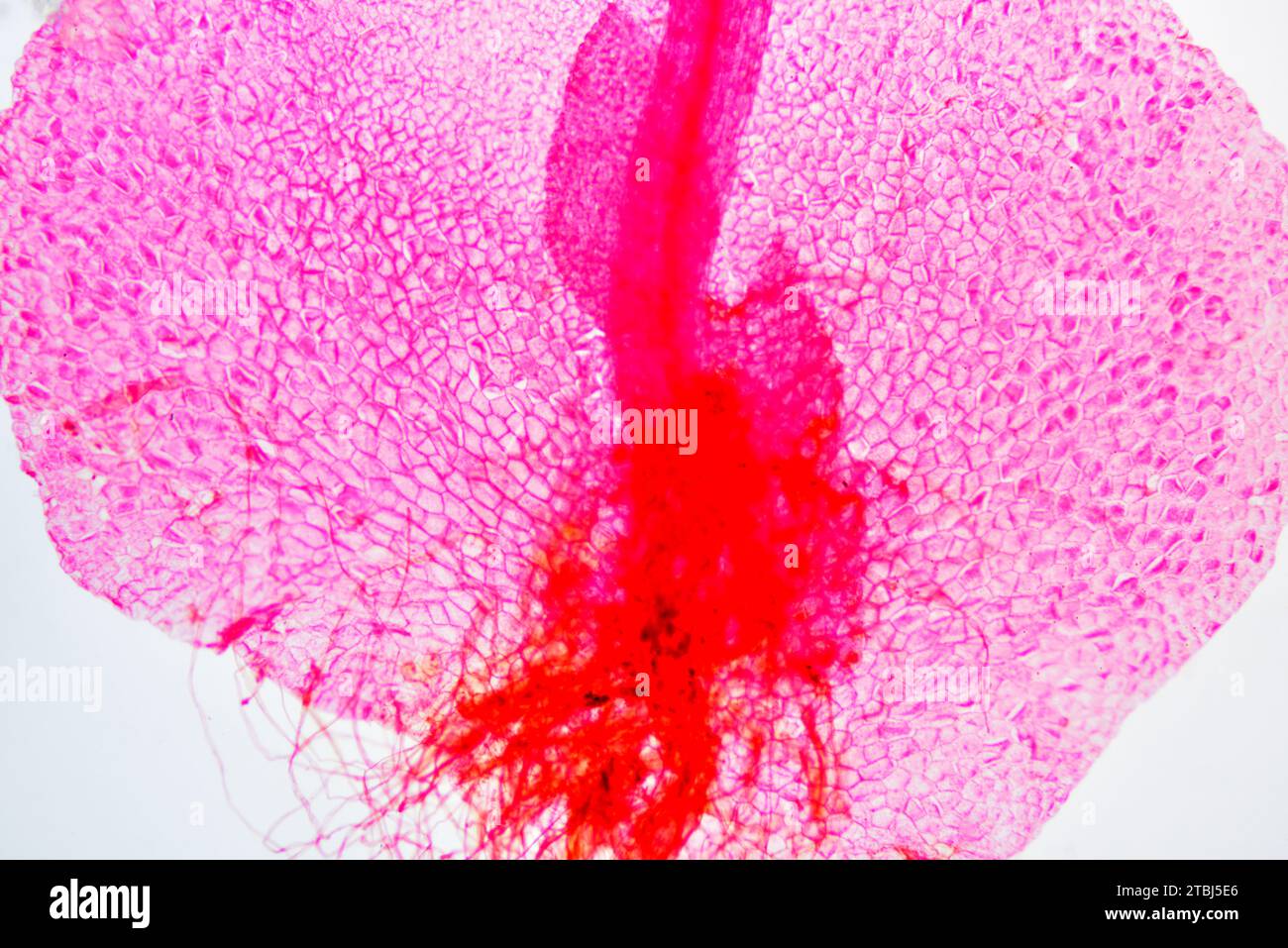 Fern prothallus or prothallium with rizoids. Optical microscope X40. Stock Photo