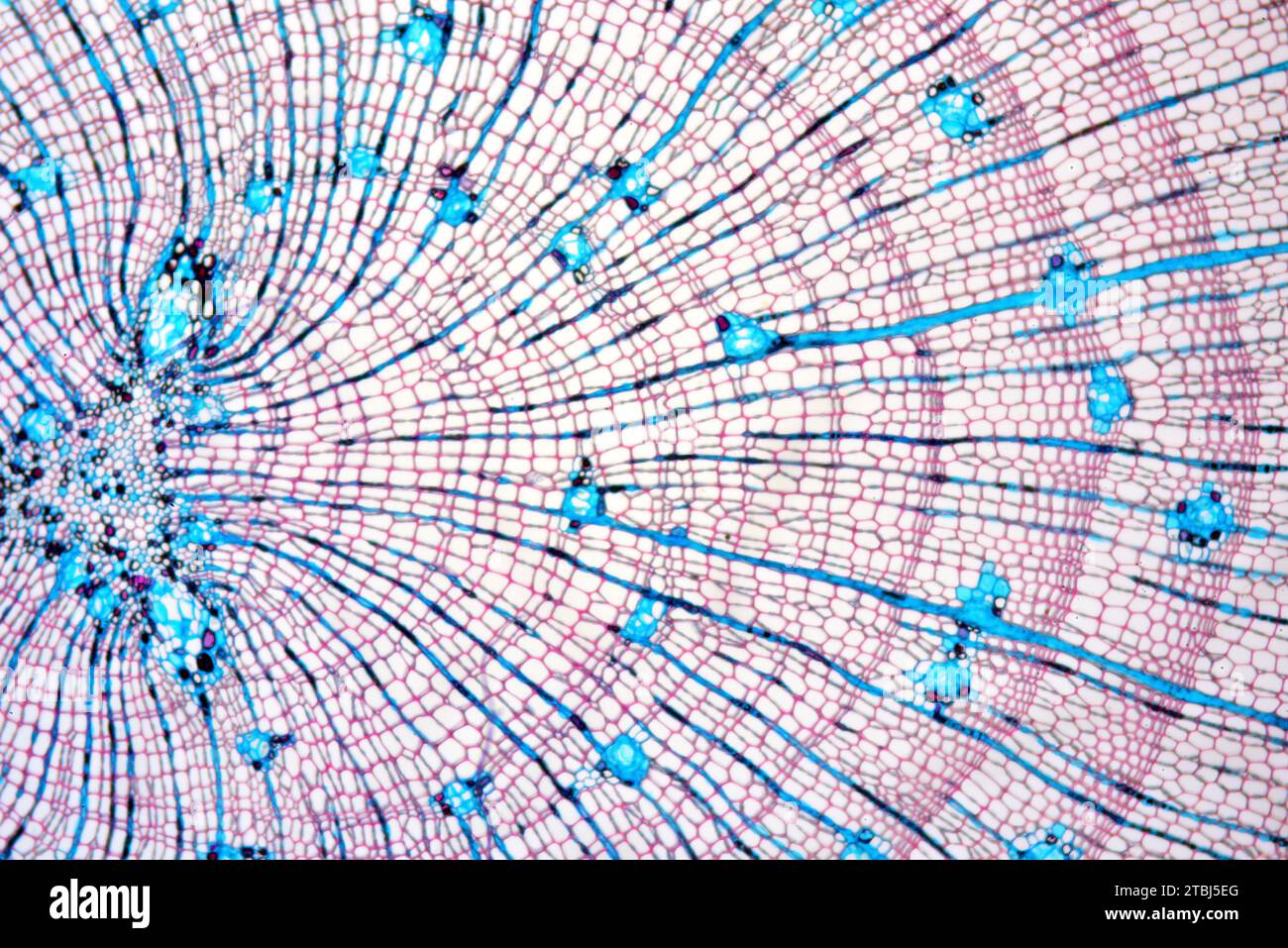 Pine (Pinus sp.) root. Optical microscope X40 Stock Photo Alamy